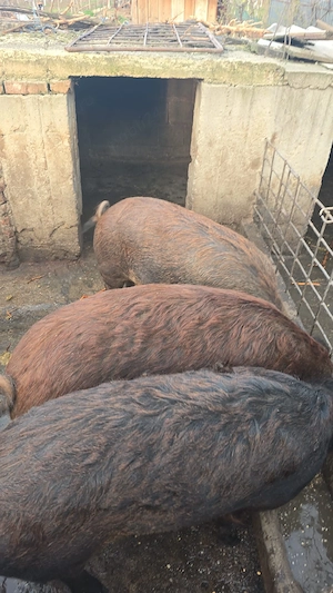 vand porci Petrean si Mangalita - imagine 4