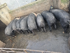 vand porci Petrean si Mangalita - imagine 2