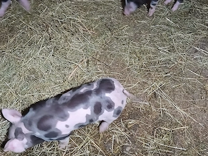 purcei pietrani de vânzare 