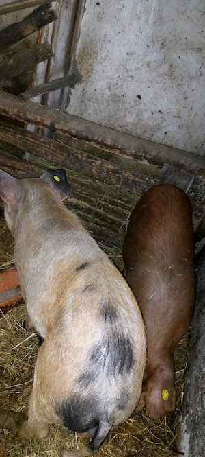 Vând 3 godini DUROC la 50 kg.......950 lei - imagine 3