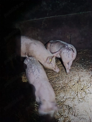 Purceii disponibii. - imagine 3