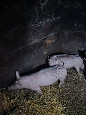 Purceii disponibii. - imagine 2