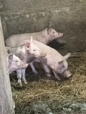 Vand purcei de 10 sapatamani