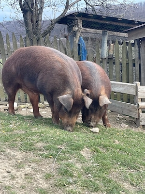 Porci de vânzare - imagine 2