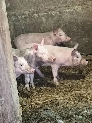 Vand purcei de 10 sapatamani - imagine 2