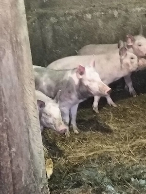 Vand purcei de 10 sapatamani - imagine 3