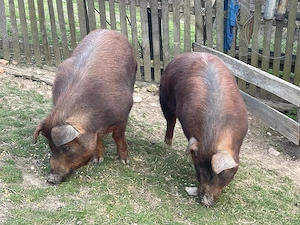 Porci de vânzare - imagine 3