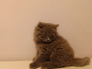 pisicute british shorthair 