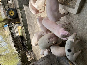 Grasuni de vânzare  - imagine 2