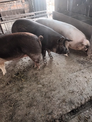 Vând porci  - imagine 2