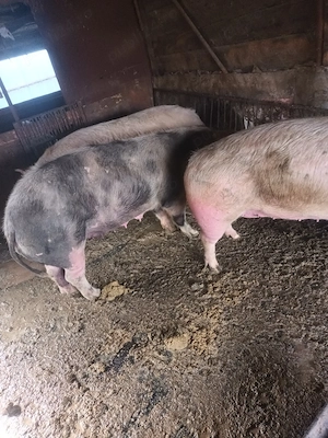 Vând porci  - imagine 4