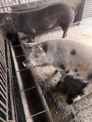 Vând porci  - imagine 3