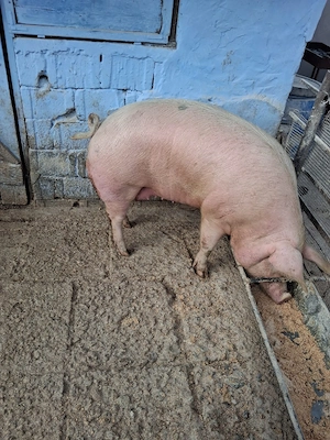 Vând un porc de 200 kg cu12 lei kg 