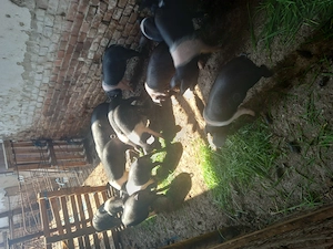 Purcei de Vanzare  - imagine 4