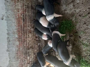 Purcei de Vanzare  - imagine 5