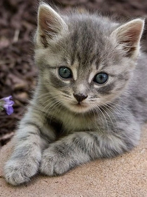 British Silver tabby - imagine 4