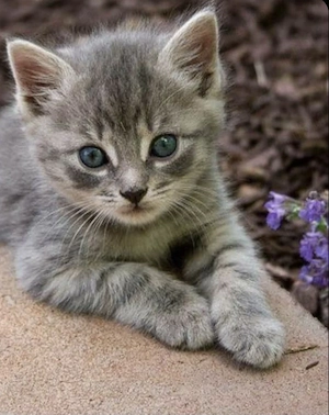 British Silver tabby - imagine 3