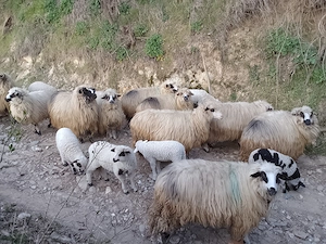 Disponibile oi cu miei