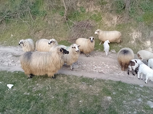 Disponibile oi cu miei - imagine 2