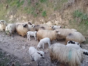 Disponibile oi cu miei - imagine 3