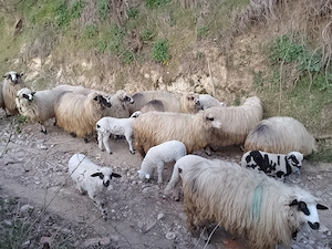 Disponibile oi cu miei - imagine 4