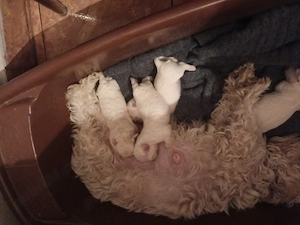 Bison maltez originali - imagine 5