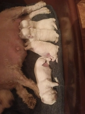 Bison maltez originali