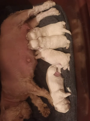 Bison maltez originali - imagine 3