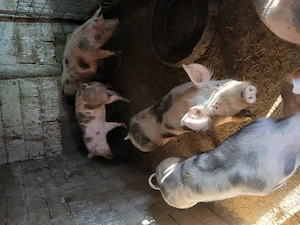 De vânzare porci între 70 si 140 de kg - imagine 2