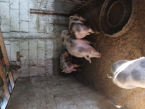 De vânzare porci între 70 si 140 de kg