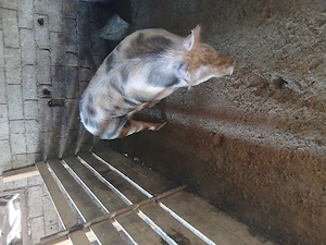 De vânzare porci între 70 si 140 de kg - imagine 4