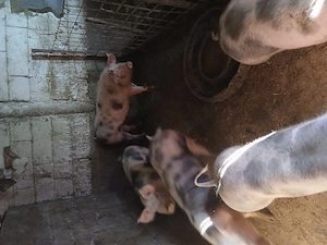 De vânzare porci între 70 si 140 de kg - imagine 3