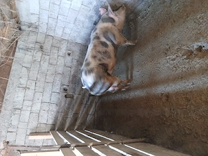 De vânzare porci între 70 si 140 de kg - imagine 5