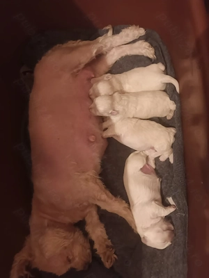 Bison maltez originali - imagine 4