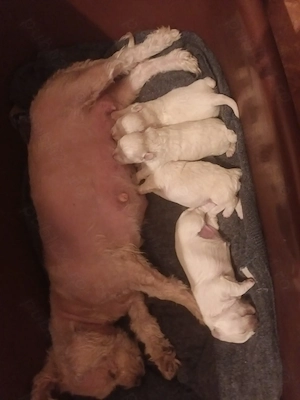 Bison maltez originali - imagine 2