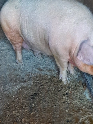 vând scroafa gestanta 