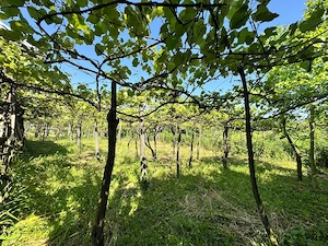 Casa batraneasca cu teren intravilan - imagine 5