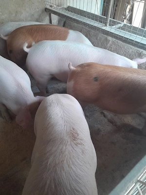 Porci de carne 120-140 kg - imagine 2