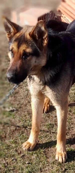  100euro bucata - imagine 5