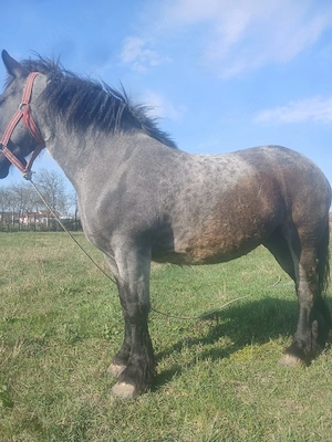 vand manza de 3 ani jumate  - imagine 5