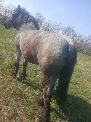 vand manza de 3 ani jumate  - imagine 4