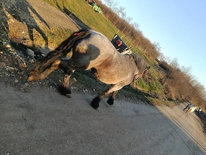 vand manza de 3 ani jumate 