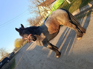 vand manza de 3 ani jumate  - imagine 2