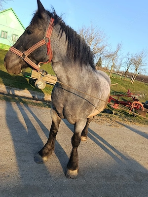 vand manza de 3 ani jumate  - imagine 3