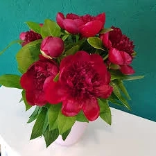 Vand Bujor Roz si Rosu