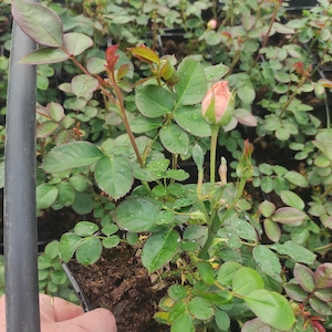 trandafiri in ghiveci