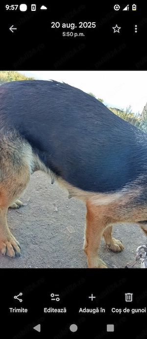 pui de lup    - imagine 4