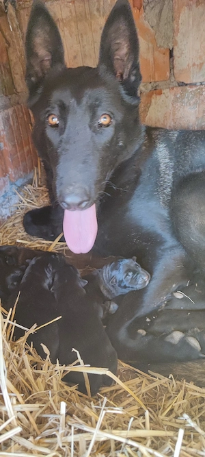 Căței Belgian Malinois 