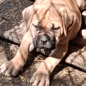 Căței cane corso cu pedigree tip A  - imagine 4