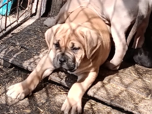 Căței cane corso cu pedigree tip A  - imagine 2